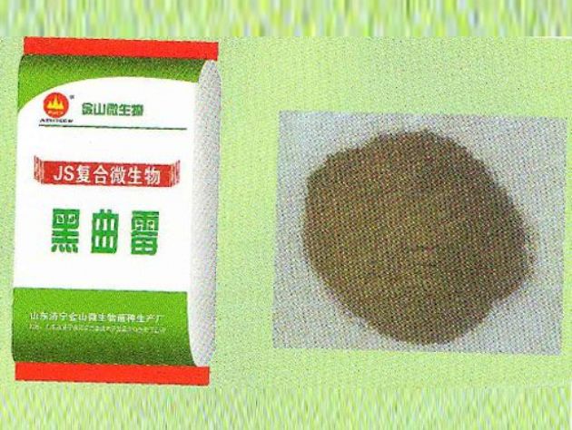 點(diǎn)擊查看詳細(xì)信息<br>標(biāo)題：黑曲霉 閱讀次數(shù)：2710