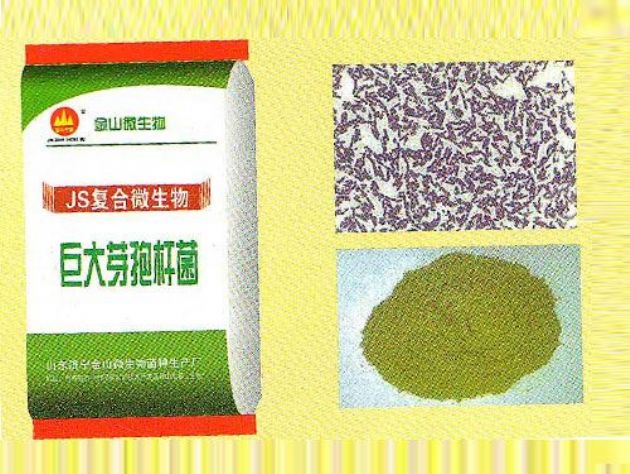 點(diǎn)擊查看詳細(xì)信息<br>標(biāo)題：巨大芽孢桿菌 閱讀次數(shù)：2608